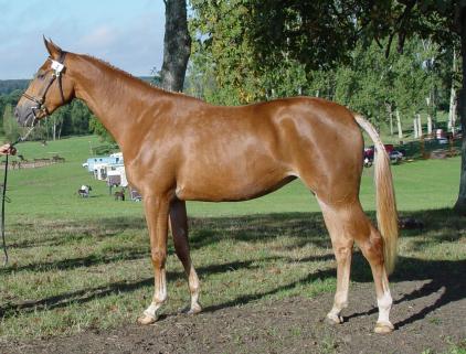 Elevage Maoucha QARAH MAOUCHA Selle Francais section A