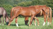 092338.Twiny.jpg