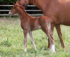 111373.Birdy.Foal.env..jpg