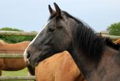 220837.IMG_5572_-_Copie.LoveMe_13_mois..envjpg.jpg
