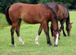 220825.IMG_5516_-_Copie.Katixa_24m.env.jpg
