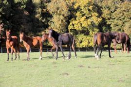 Couleurs d'automne