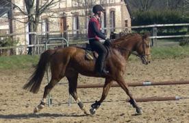 Cameo et Curuvinda 1e sortie au Village Equestre d'Etretat
