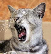 Une vie de chat à l'écurie