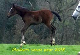 Meilleurs voeux