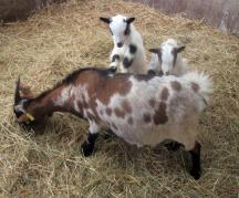 Chevreaux nains