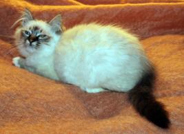 Les chatons Sacrs de Birmanie