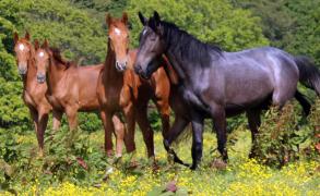 Jeunes chevaux, de 1  3 ans, au pr