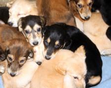 Les chiots salukis