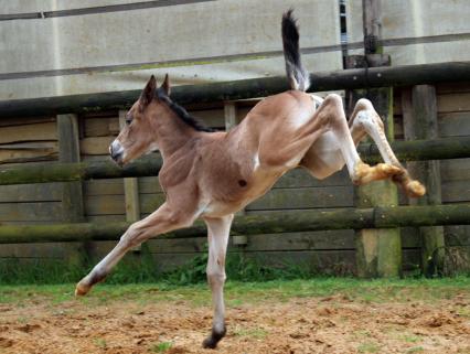 LUCY INTHESKY MAOUCHA