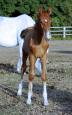 221619.IMG_6284_-_Copie.Mighty_4m.env.jpg