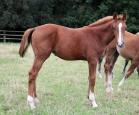 230924.IMG_7479.Nugget_4m_11j.env.jpg
